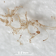 Illustration for article titled These Are the Blood Vessels of an 80 Million-Year-Old Dinosaur